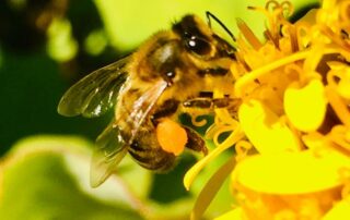 Biene auf Futtersuche repräsentieren die Grundbedürfnisse des Menschen.