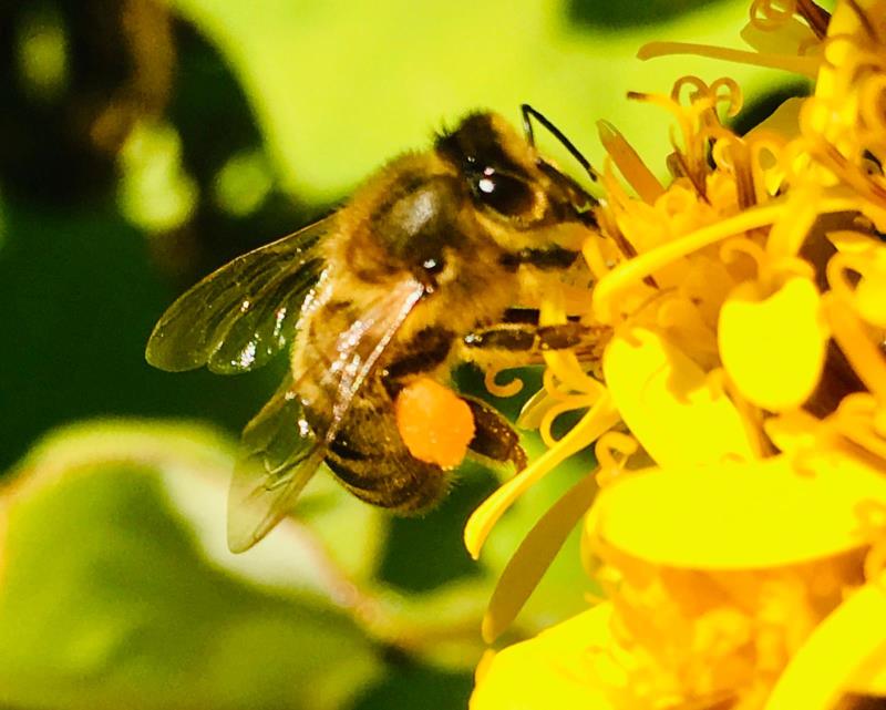Biene auf Futtersuche repräsentieren die Grundbedürfnisse des Menschen.
