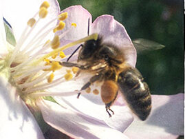 Diese Biene auf einer Mandelblüte erinnert an die Lebensbedürfnisse des Menschen
