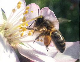 Diese Biene auf einer Mandelblüte erinnert an die Lebensbedürfnisse des Menschen
