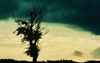Dieser Baum und das aufkommende Unwetter zeigt uns das Phasen der Krise ganz natürlich sind.