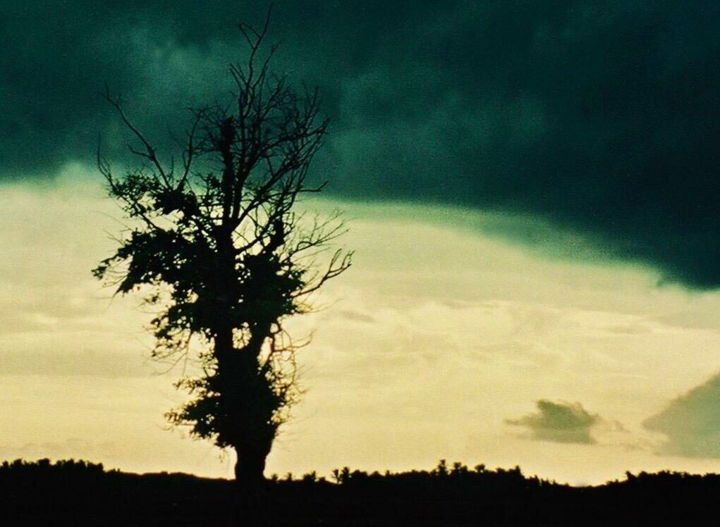 Dieser Baum und das aufkommende Unwetter zeigt uns das Phasen der Krise ganz natürlich sind.