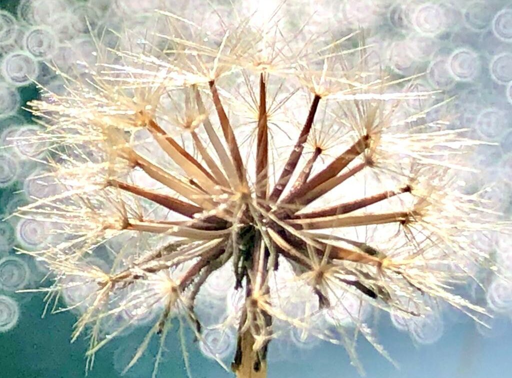 Diese Samen im Gegenlicht eines Bergsees symbolisieren Ethik und Umwelt-Bewusstsein, welches nur durch Spiritualität möglich ist.