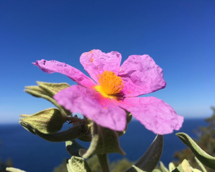 Diese prachtvolle Blüte steht für himmlische Gefühle, die in jedem von uns schlummern.