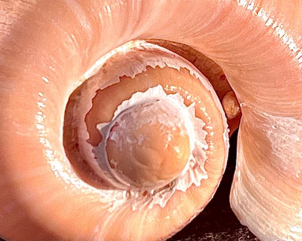 Eine Schnecke entfaltet sich ganz natürlich. Ebenso sollte Wirtschaft und Spiritualität sich natürlich entfalten.