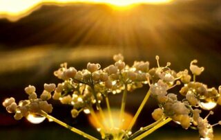 Der Blick einer Blume bei Morgenaufgang kann ein Schlüssel zur Meditation sein.