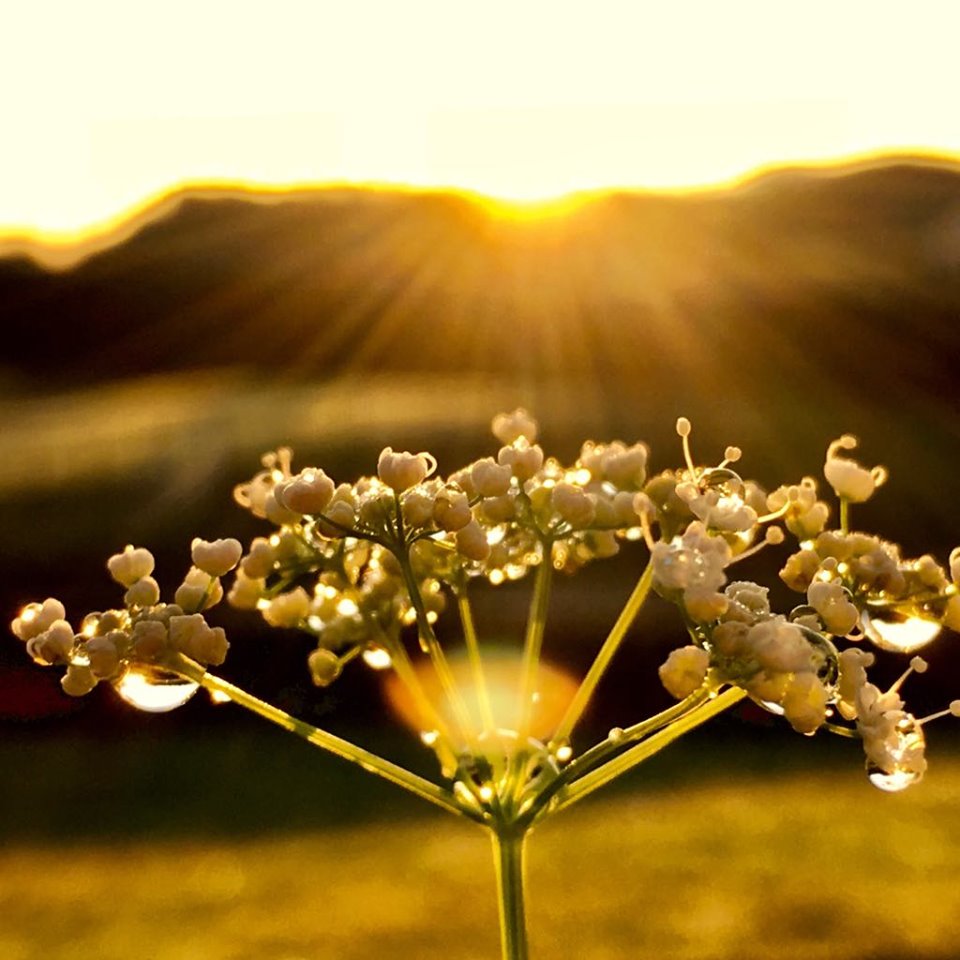 Der Blick einer Blume bei Morgenaufgang kann ein Schlüssel zur Meditation sein.